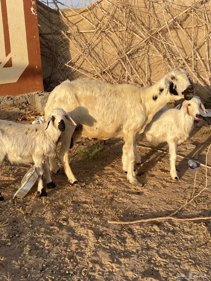 نعجه صفرا عليها خروفين 0