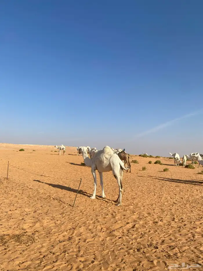 ابل للبيع 10