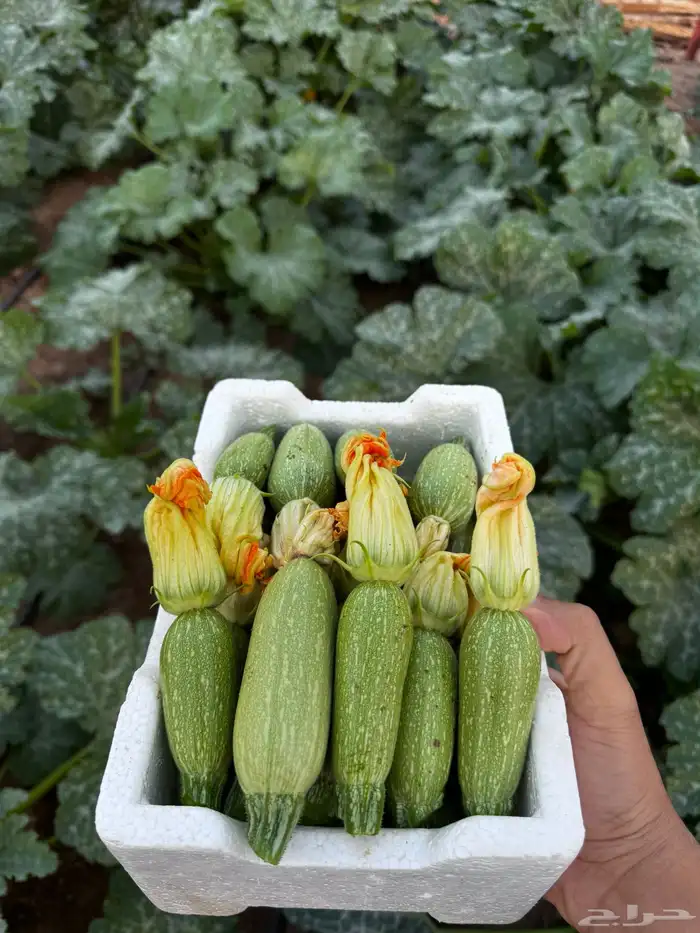 كوسه عضوية زراعه خاصه للبيع 0