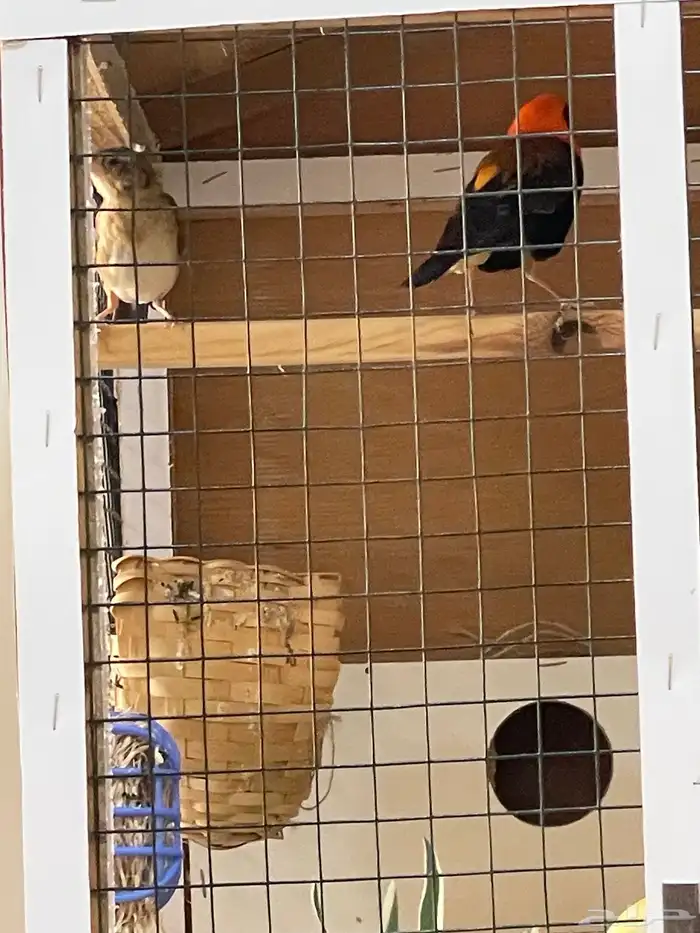 للبيع طيور زينة نساج او خياط ذكر وانثى 1