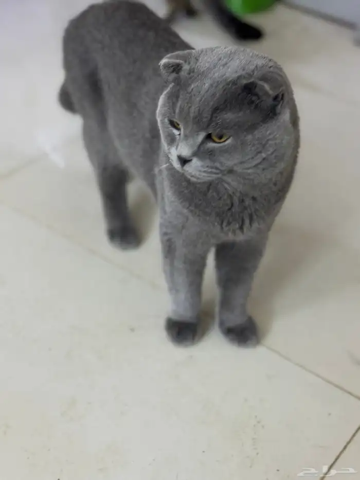 خمس قطط سكوتش بلو وقولد للبيع 0