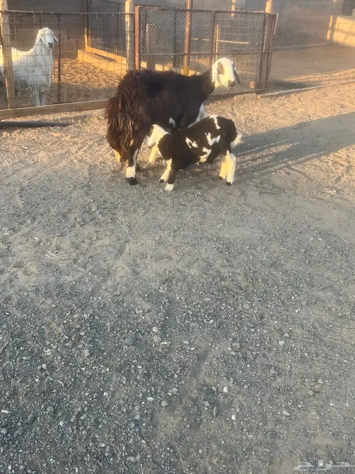 نجديه معها رخل وخروف 0