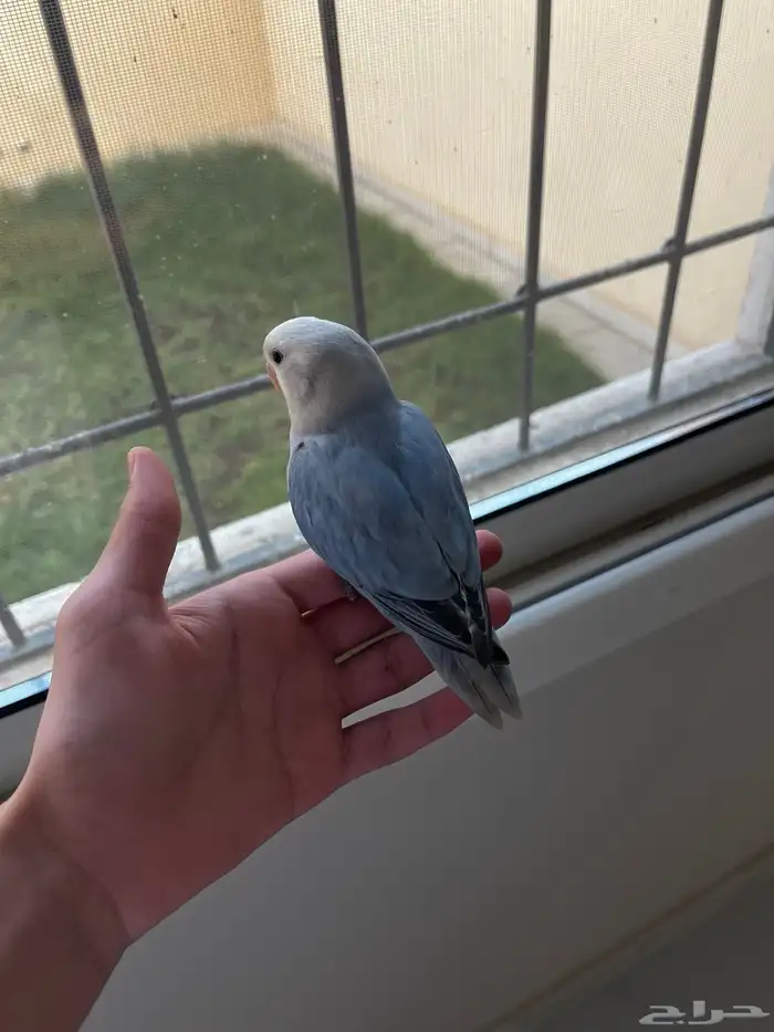 طير روز هدد 2