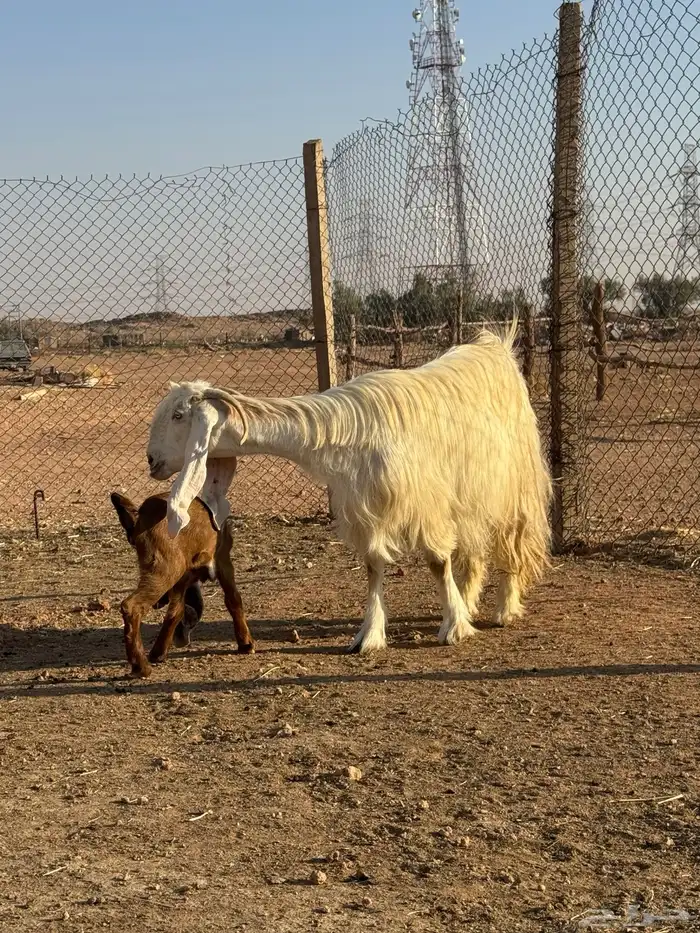 بيعن الله يبارك له معزا ولد مشاريك جروم وحليب 5