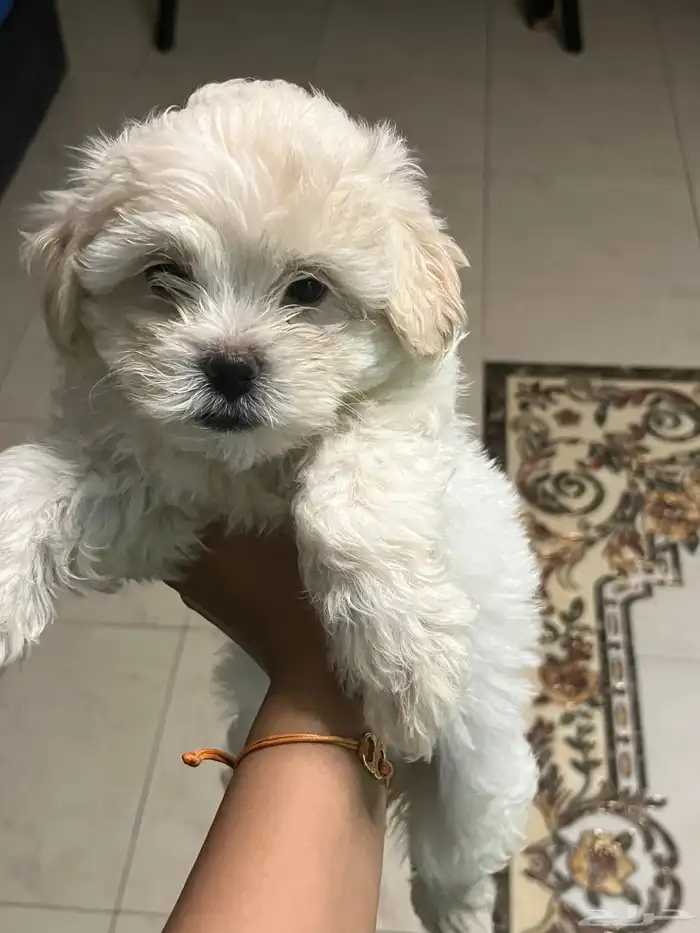 كلاب للبيع المعروضين بالفيد 2