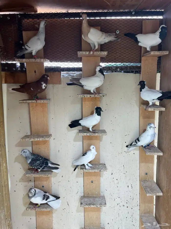 للبيع حمام كش 0