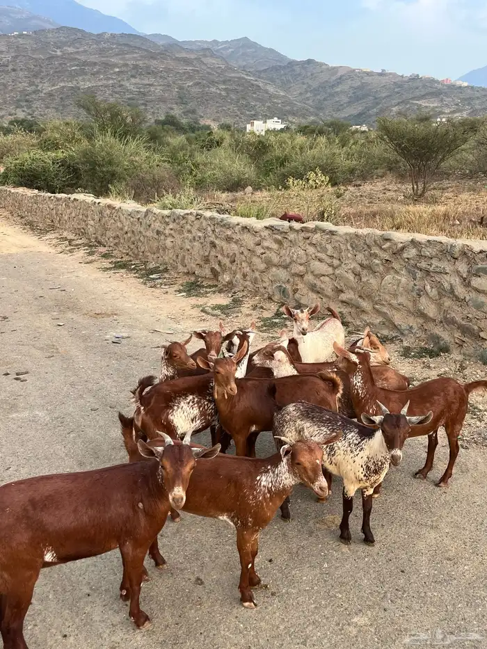 خبيش وشح دهم 0