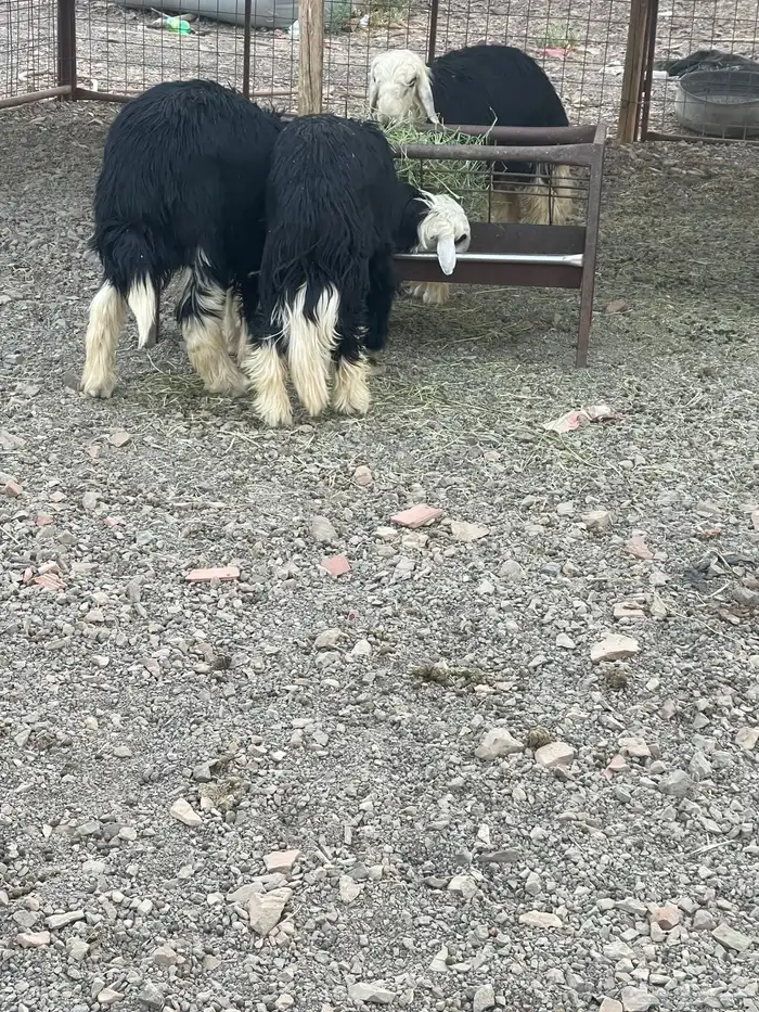 طليان نجد جبره 1