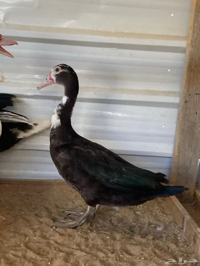 للبيع ذكور بط مصري 5