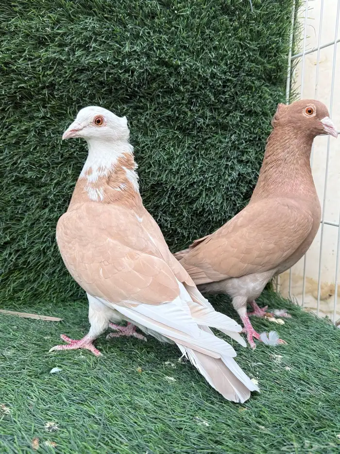 للبيع جوزين زاجل سوبر جامبو اصفر و احمر 0