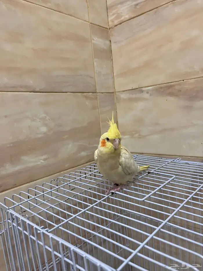 للبيع السوم 350 2