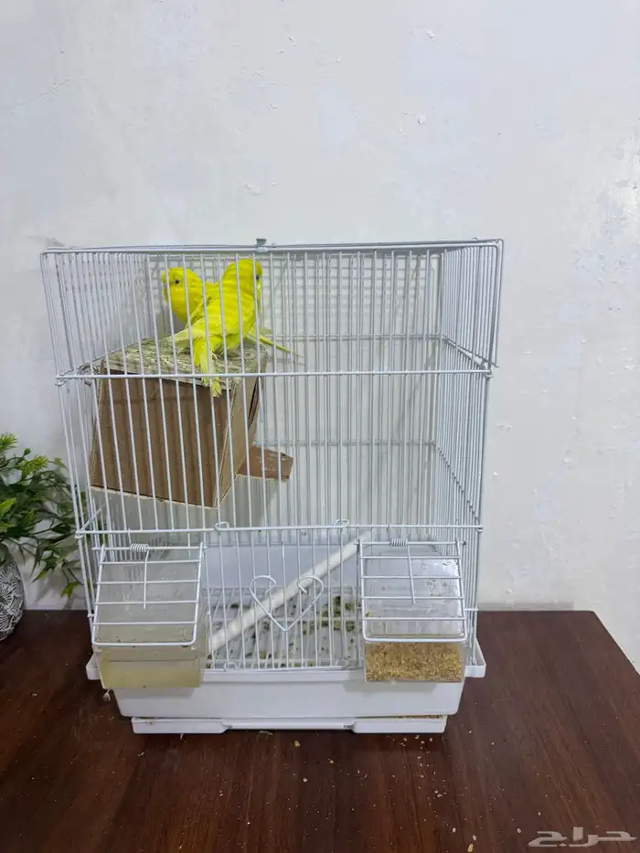 عصافير للبيع مع اكلهاا 2