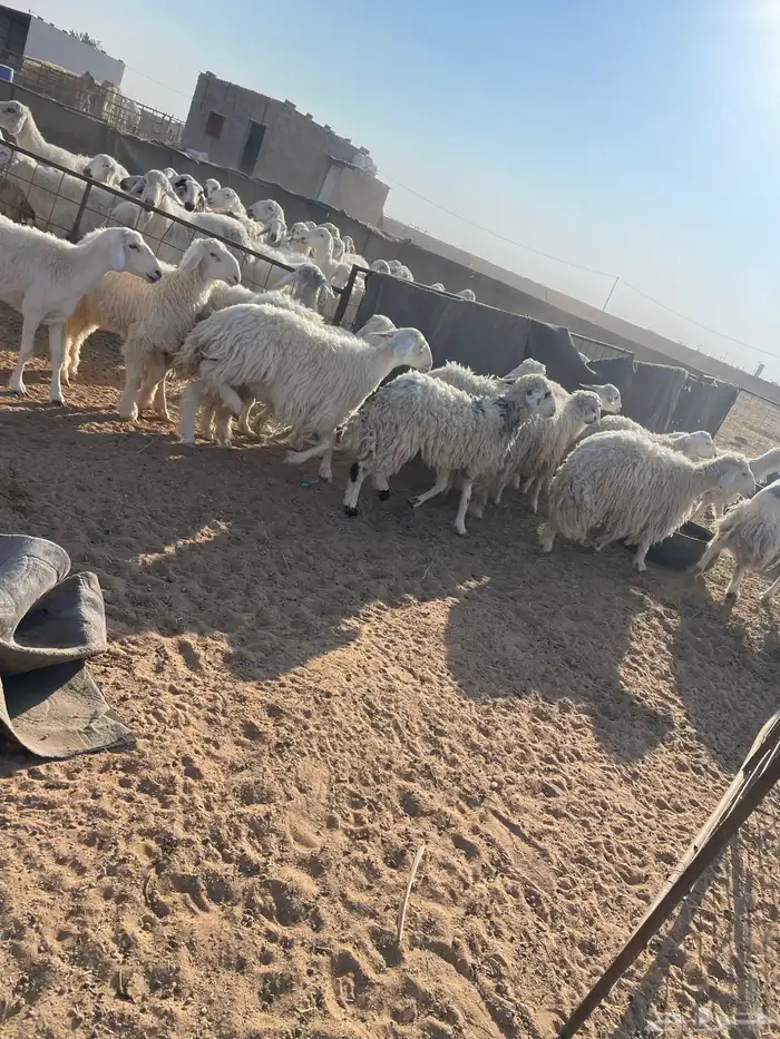 رخال جذعات وثنوات وقليل رباع بفحلها فيها 2 متابيع 5