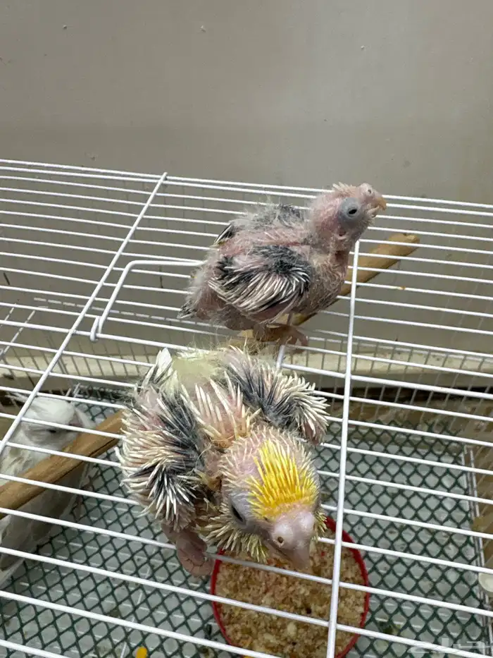 فروخ تحت الغر 4