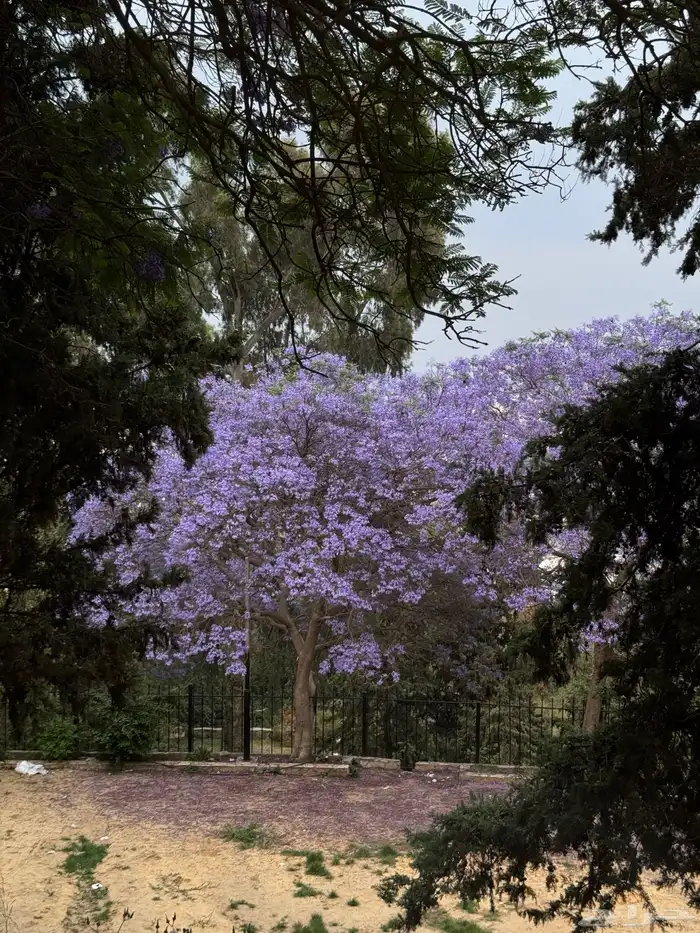 مطلوب استراحه بحوش ونظيفه 0