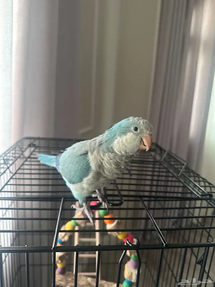 ببغاء كويكر 0