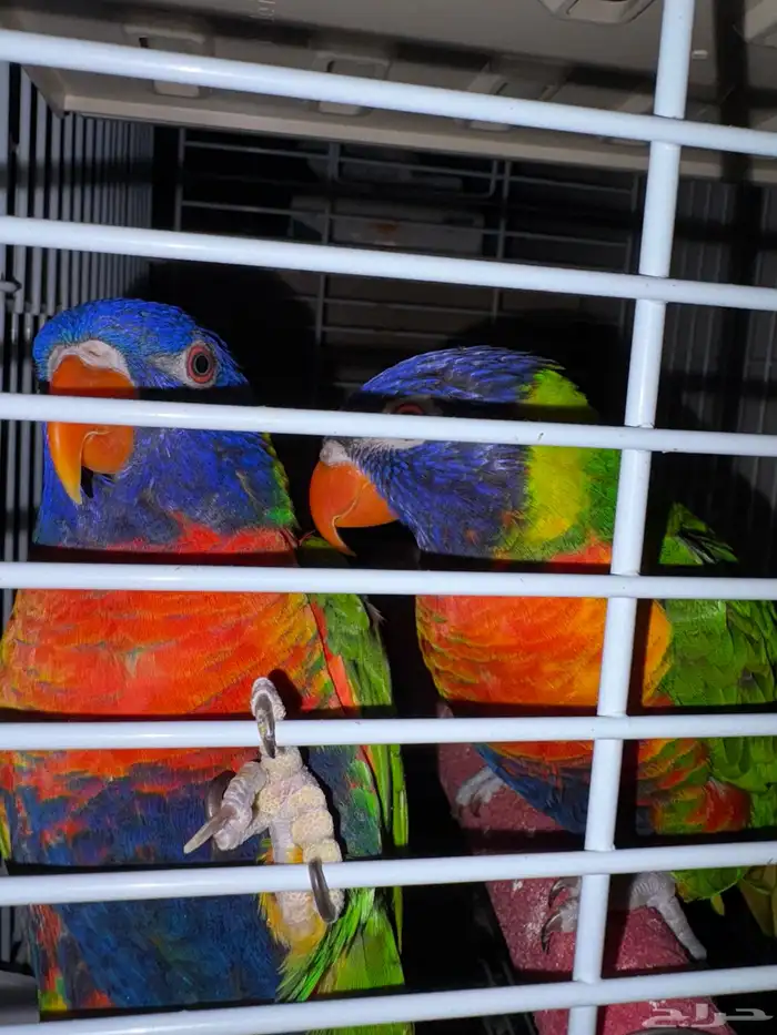 جوز بغبغاء رينبو لوري 1