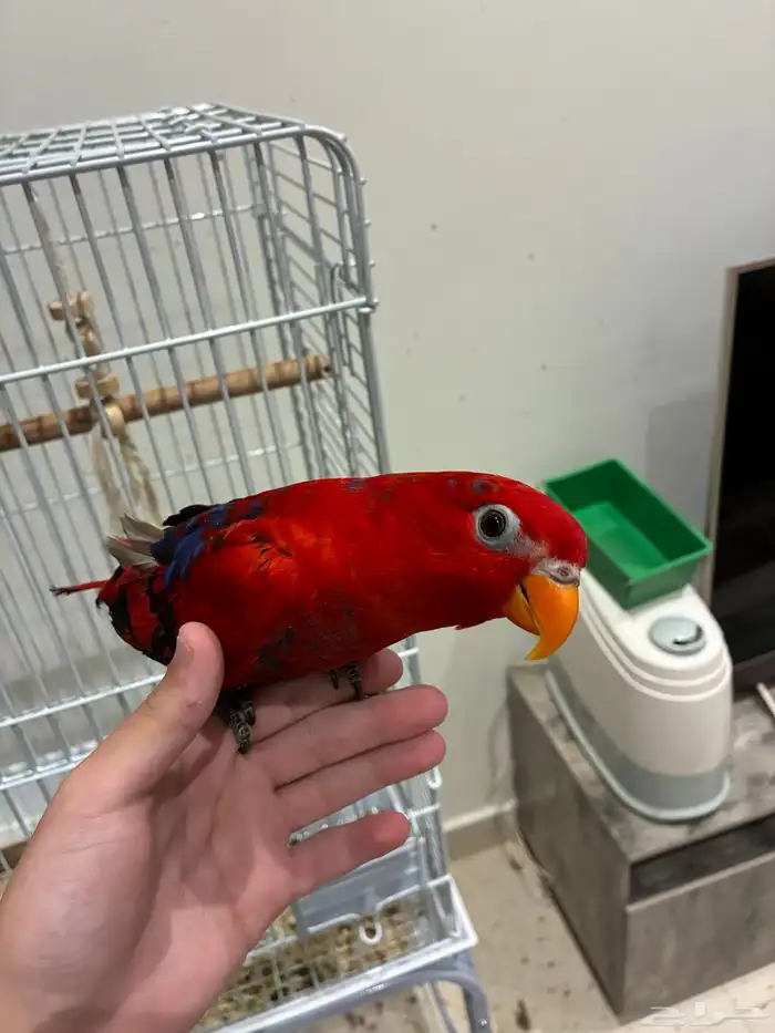 ريد لوري اليف هدد لعوب 3