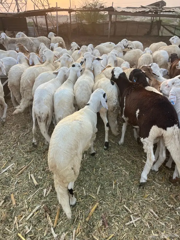 سواكن تربيه 5