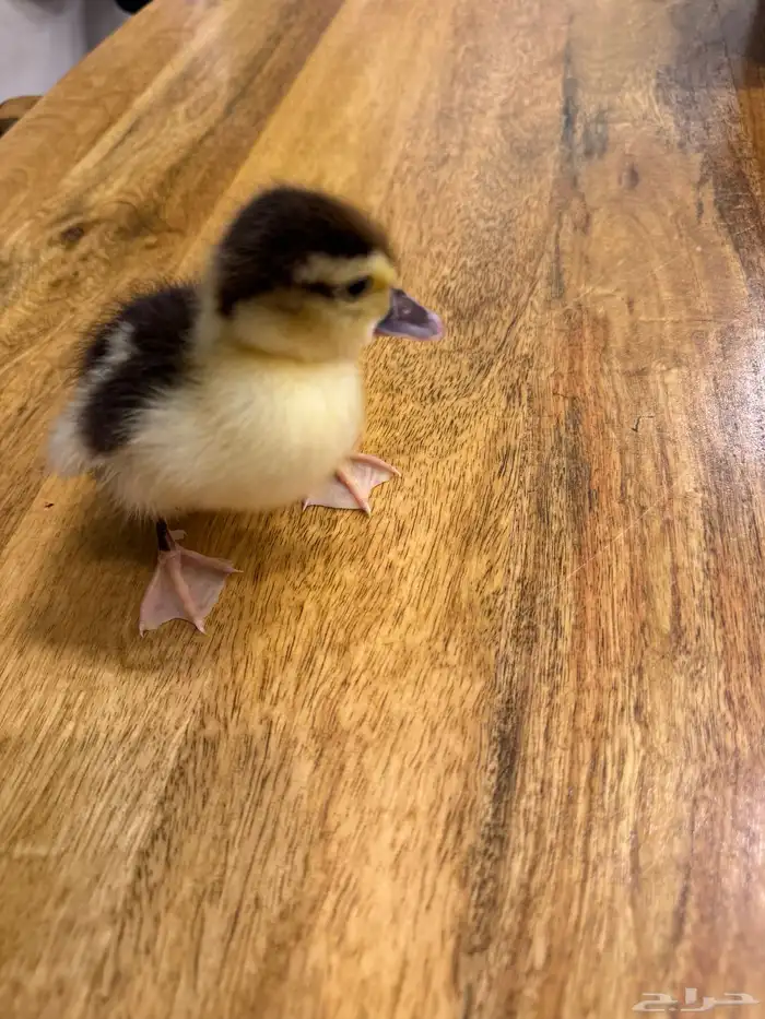 بطه صغيره اليفه للبيع 0