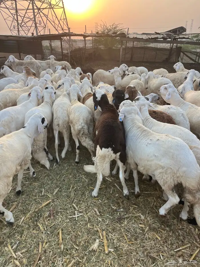 سواكن تربيه 1