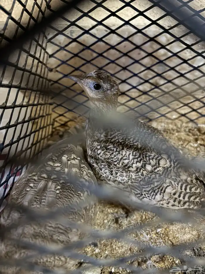 للبيع قطا نجدي 0