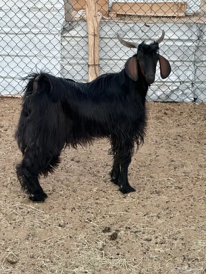 تيس ادغس اقشع حار مشروط 3