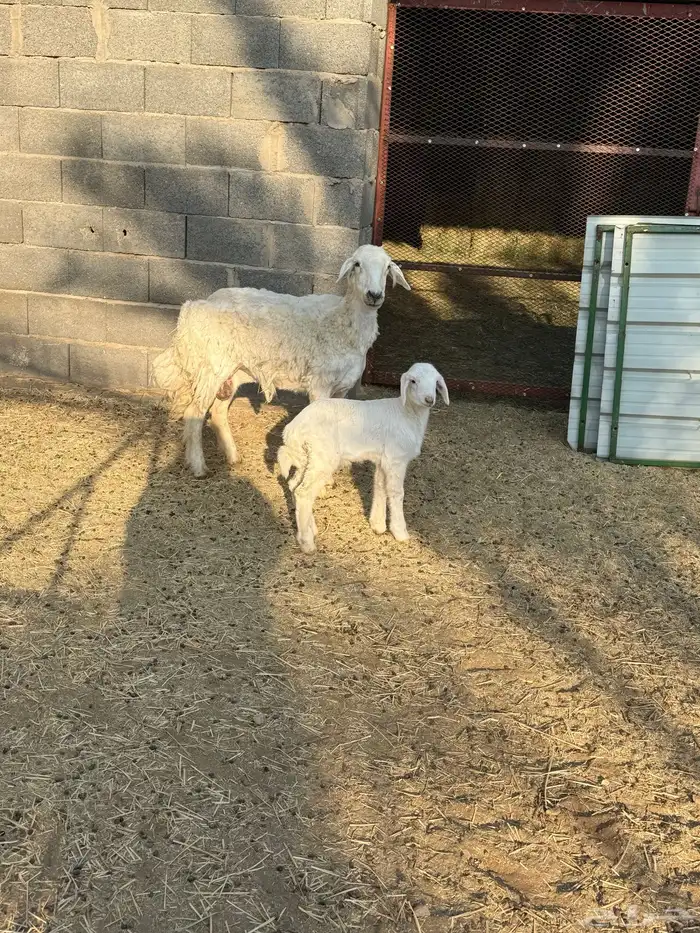 شاه حريه والد 0