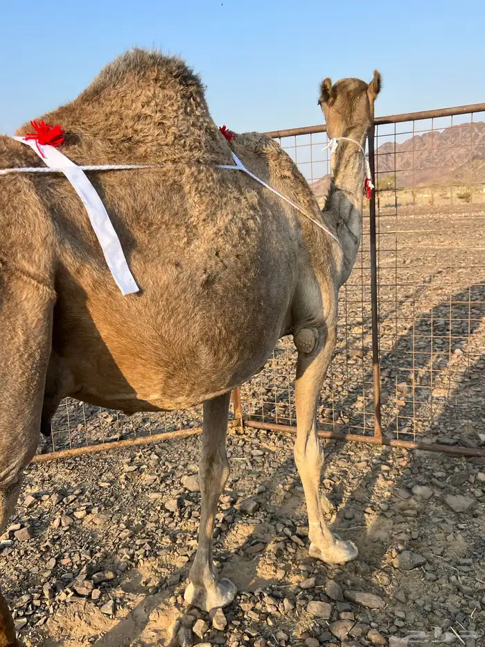 ساحليه تحتها بكره ناقه لبن ب 10500 يبلاش 1