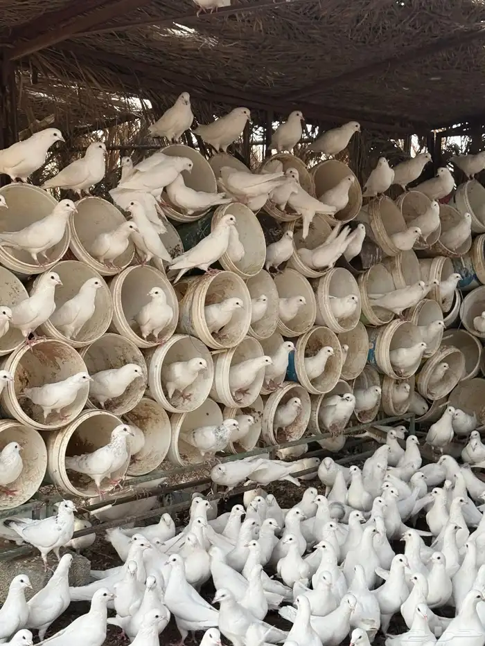 حمام فرنسي 5