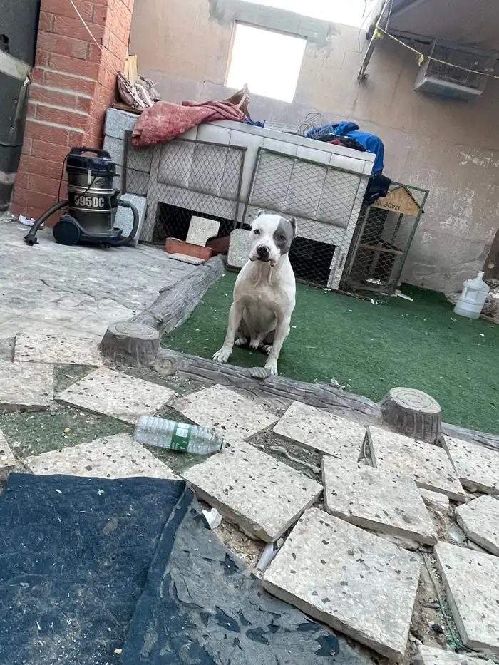 ذكر امريكن بولي 5