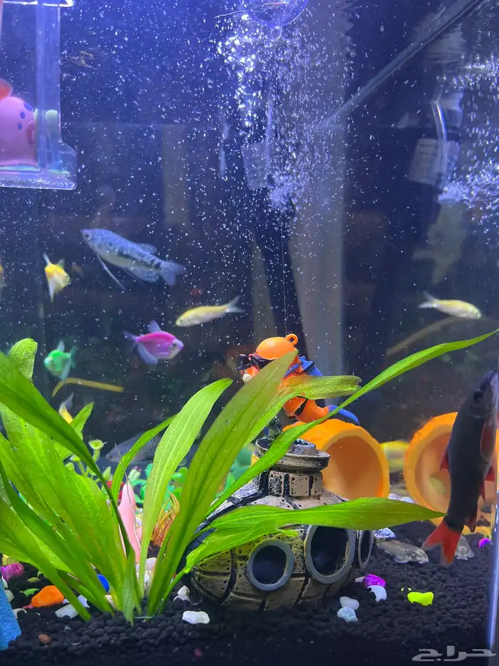 للبيع حوض سمك جميل ونظيف جدا مع كااامل تجهيزاته 6