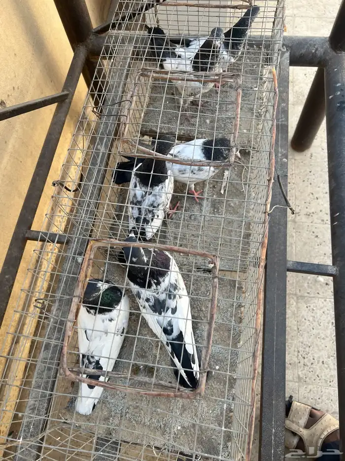 جوز باكستاني معه اربع طبات 0