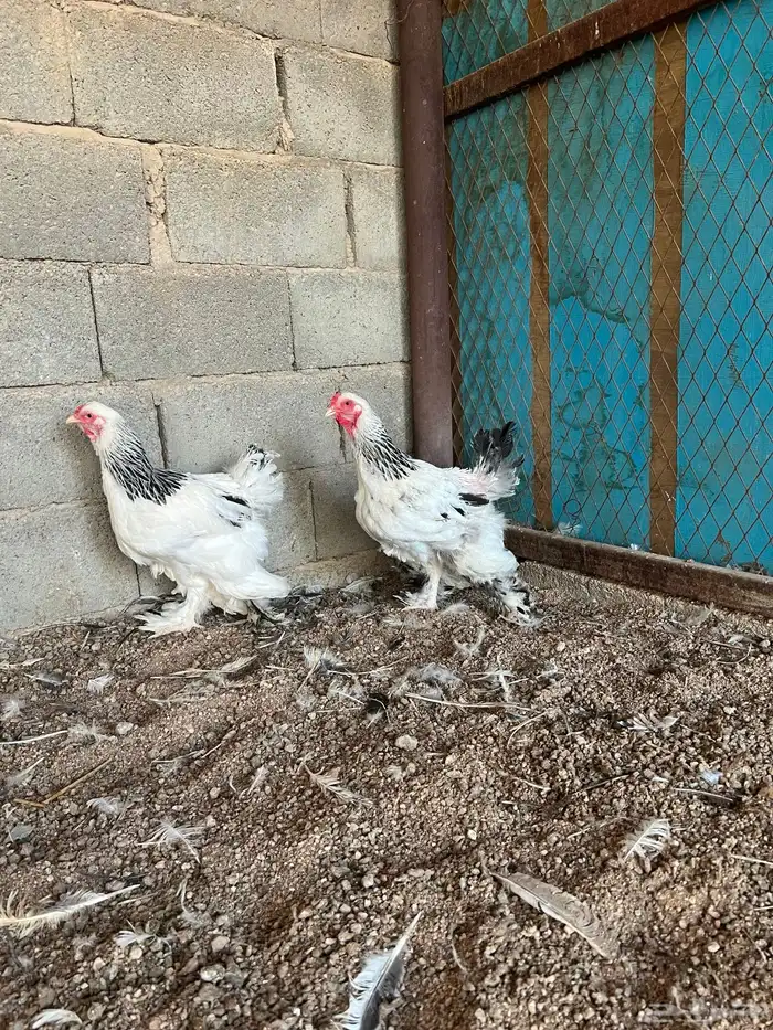 للبيع طقم براهما كولمبي بياض 0