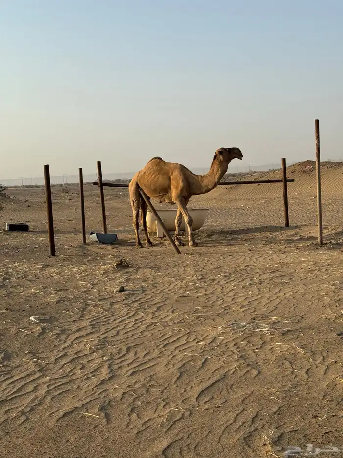 بعير احمر شمالي مشروط 4
