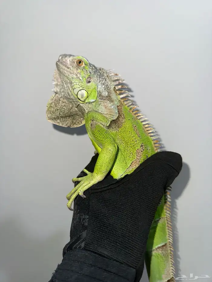 أغوانا خضراء للبيع بصحة ممتازة 0