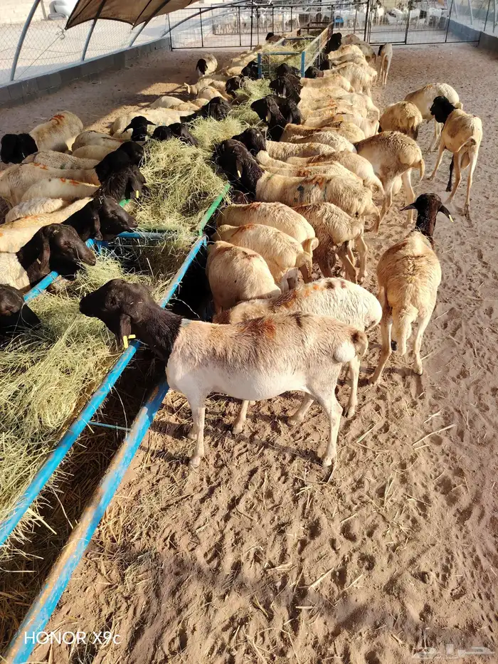 برابر وتيوس جديده للجمله 1