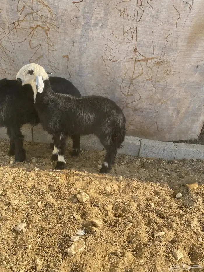 رخل نجدية طيبه 1