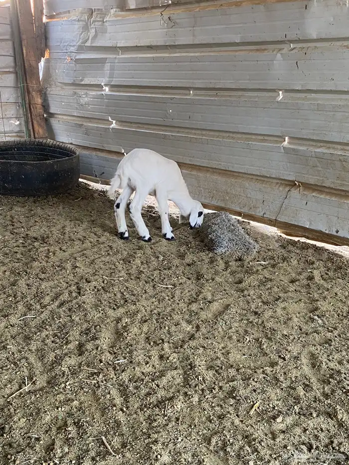 للبيع داغور خروف حري 5