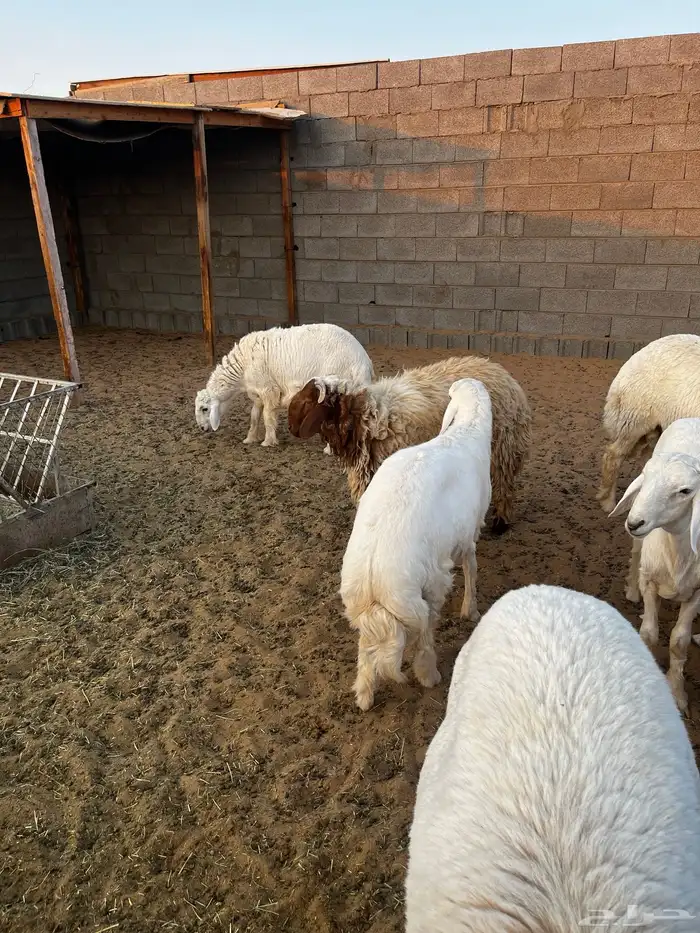 خرفان البيع صنف 5