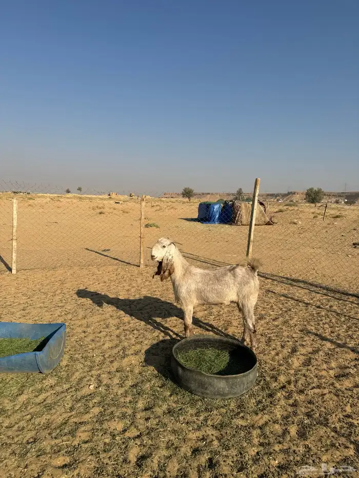 عنز ثنيه طيبه جدا فاخره العنز مقروعه لها حول شهر 1