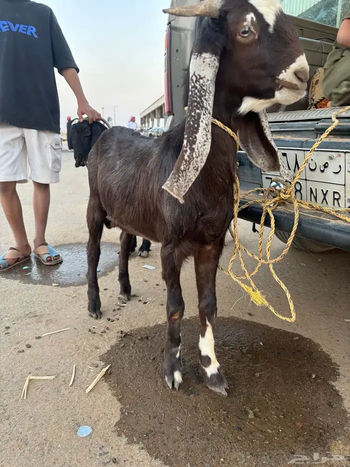 تيس طيب علا السوم جذع 2