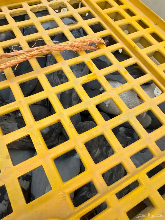 حمام توه مطروح 0