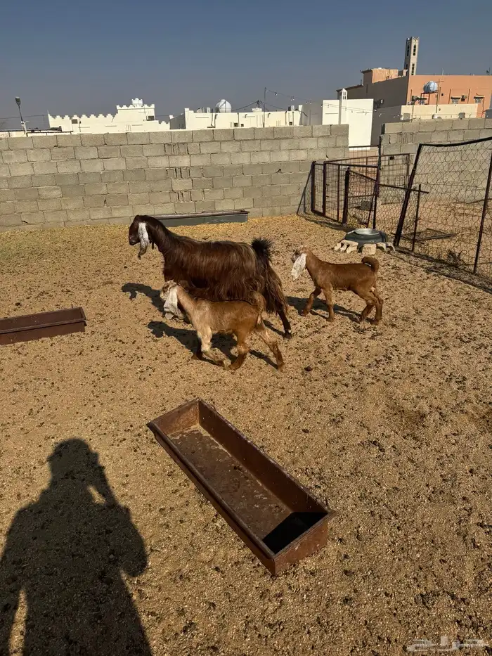 عنز شاميه متوم 1