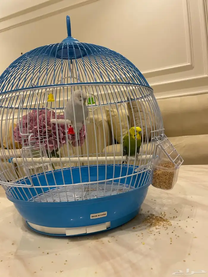 طيور الحب طيور جوزين 2