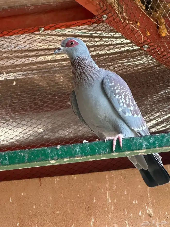 حمام ابو جفن افريقي حجم جامبو 2