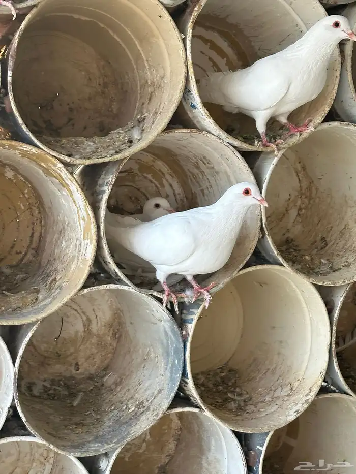 حمام فرنسي فاخر 7