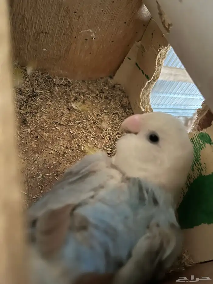 انثى روز منتجه بدون ذكر 1