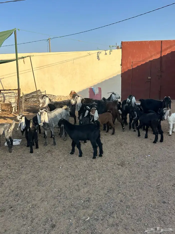 معزا مواليد 7حدرها 13 1