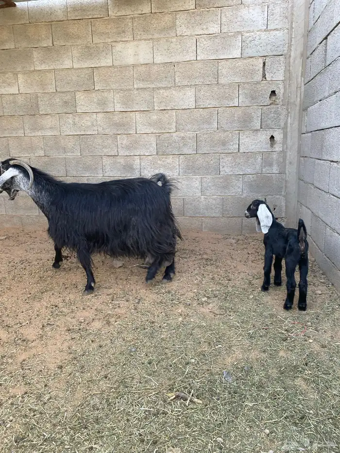 للبيع عنز معها بنتها 2